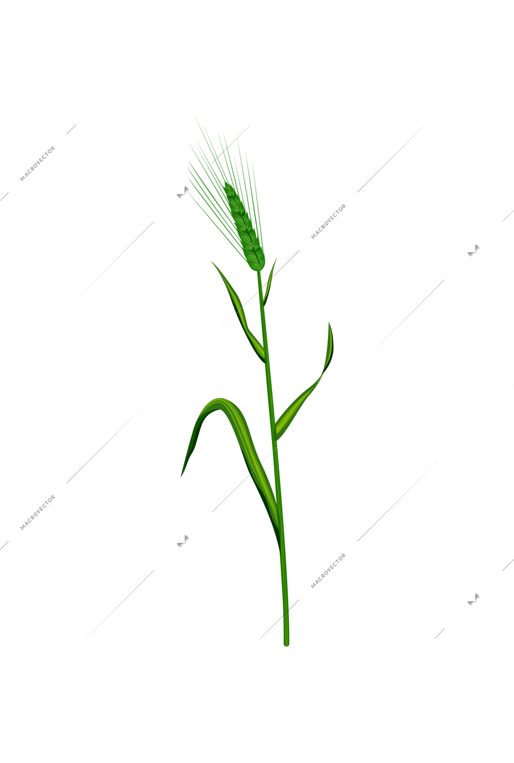 Realistic icon of green barley ear with leaves vector illustration