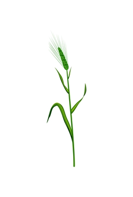 Realistic icon of green barley ear with leaves vector illustration