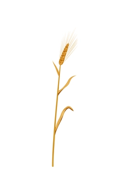 Ripe yellow barley ear and stalk realistic vector illustration