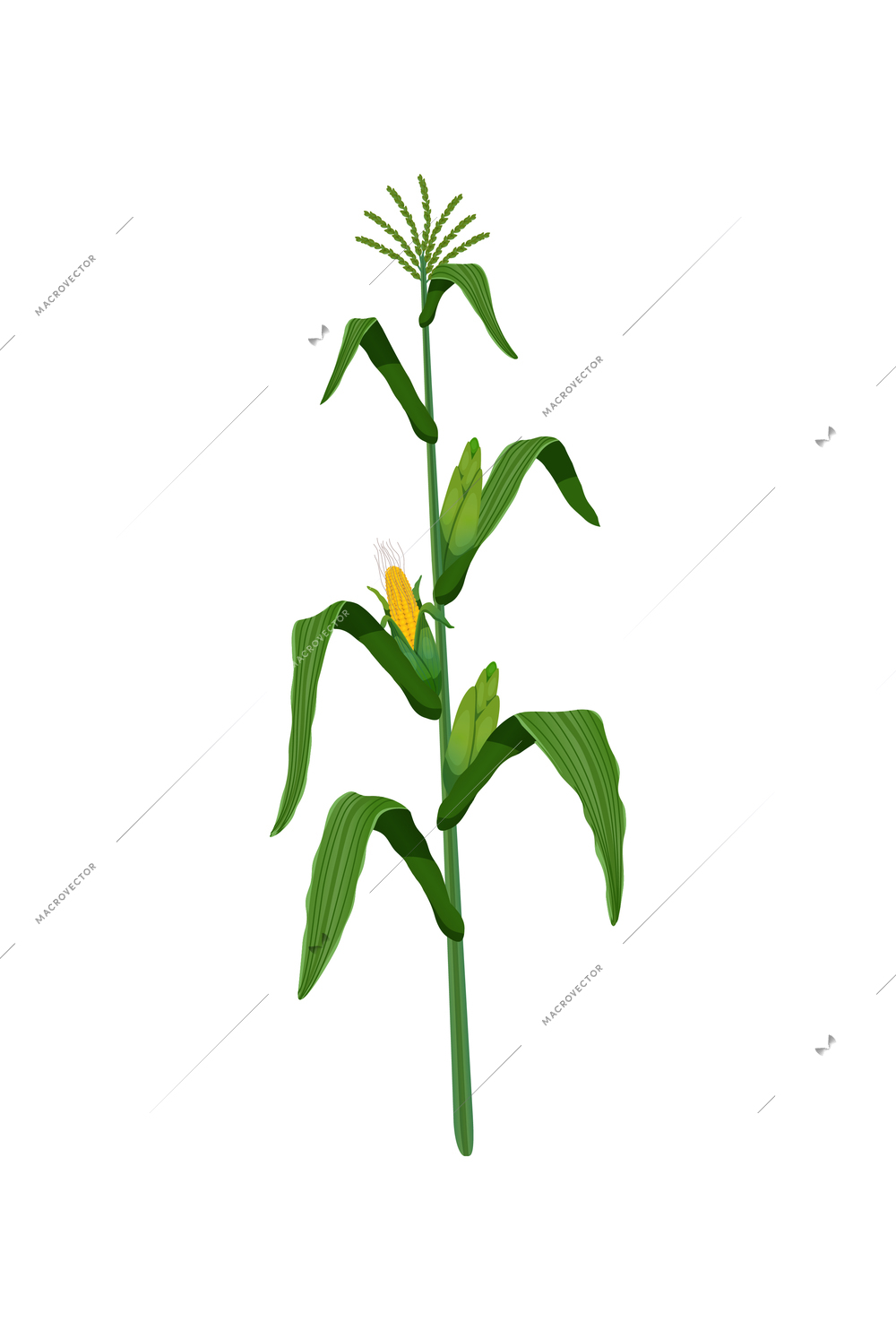 Plant with green and ripe corn on white background realistic vector illustration