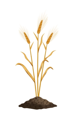 Three ripe wheat ears in ground realistic vector illustration