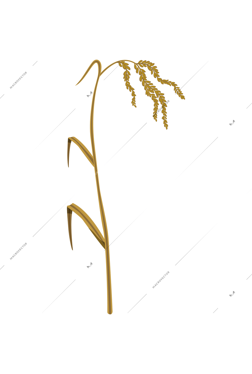 Ripe rice ear realistic icon on white background vector illustration