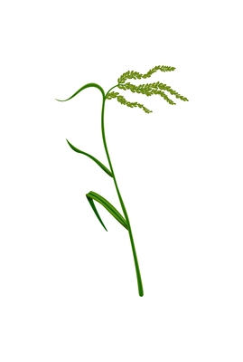 Cereal grass icon with green rice ear realistic vector illustration