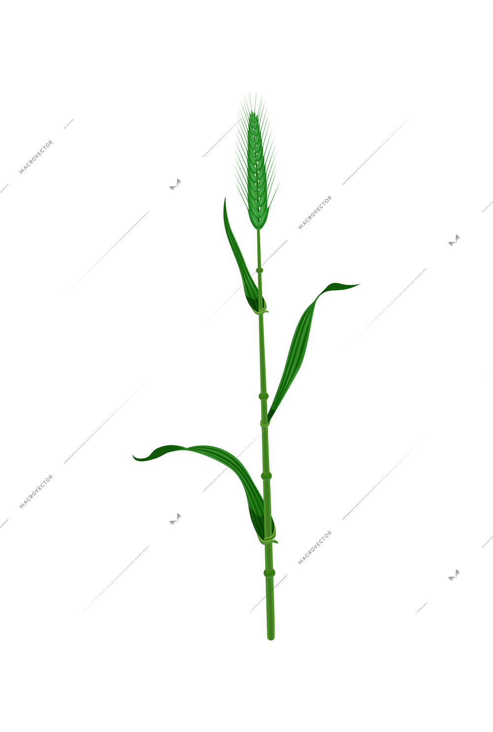 Green stalk and ear of wheat realistic vector illustration