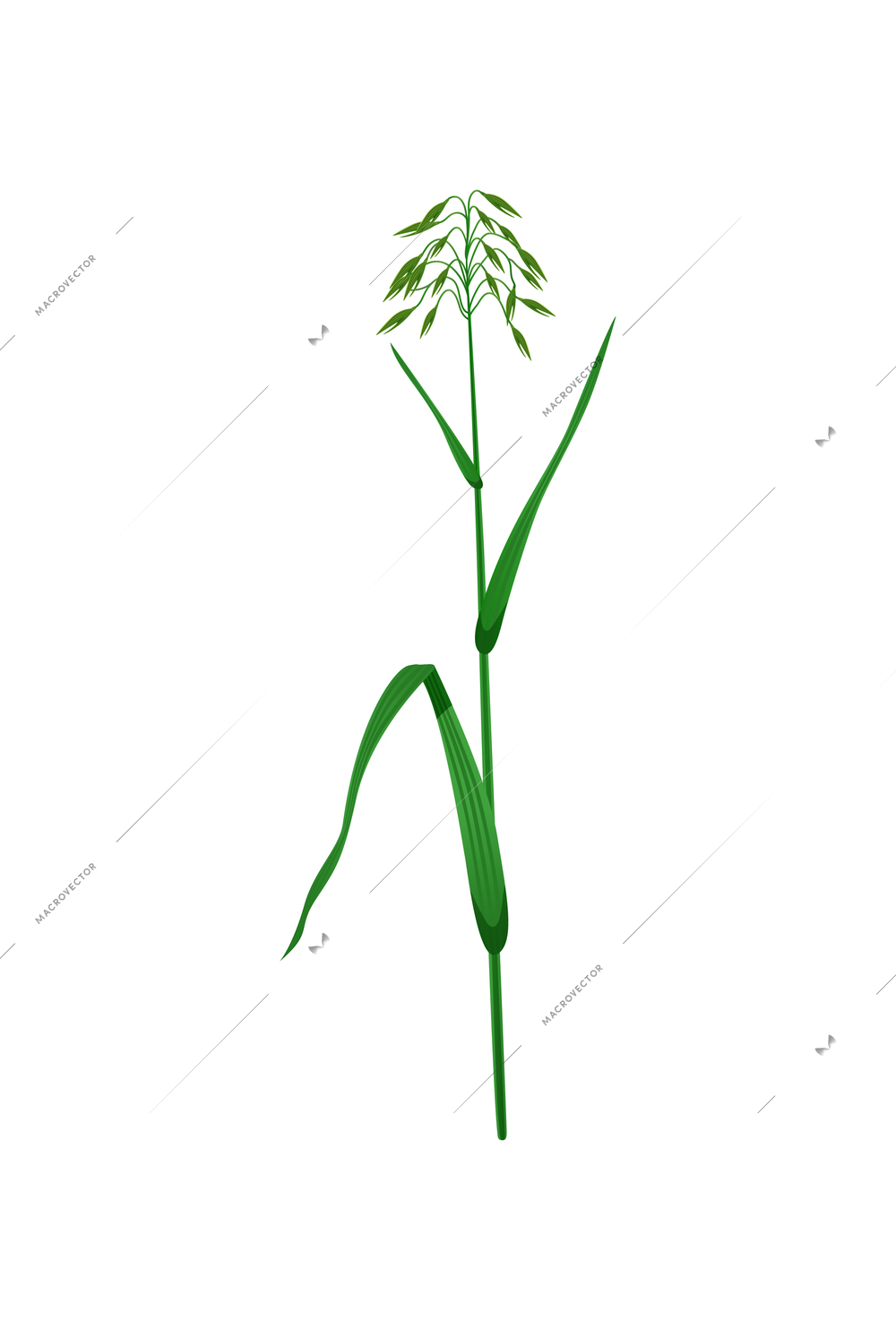 Green oats ear realistic icon on white background vector illustration