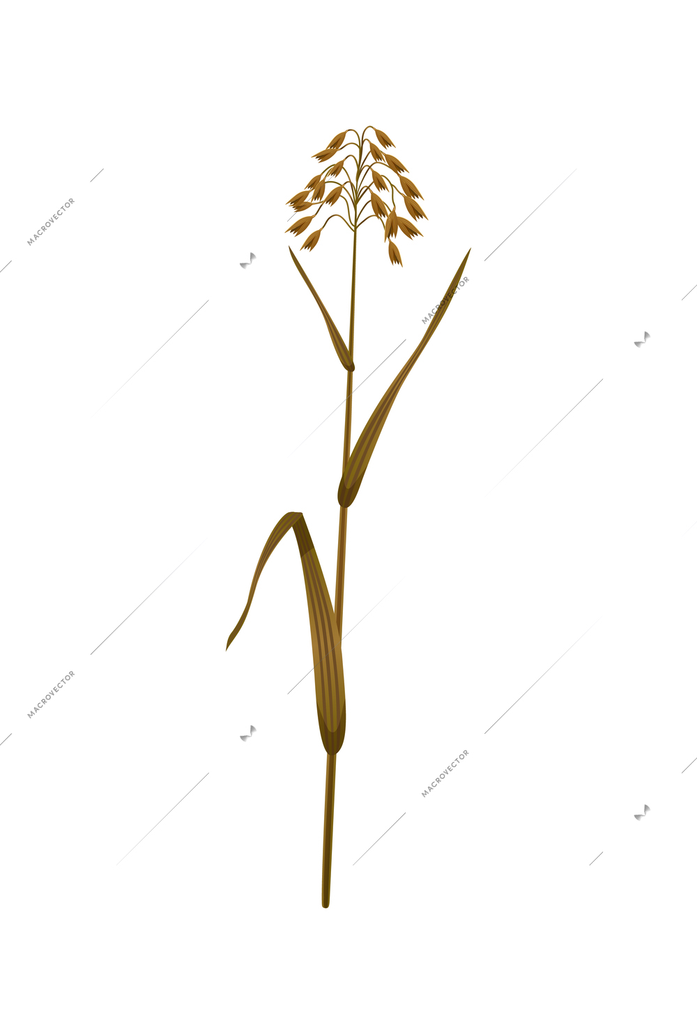 Stalk and ear of yellow ripe oats realistic vector illustration