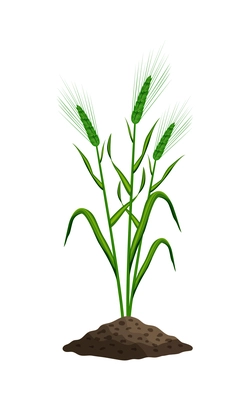 Realistic growing wheat ears on white background vector illustration