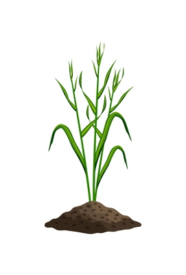 Realistic icon of green wheat stalks growth vector illustration