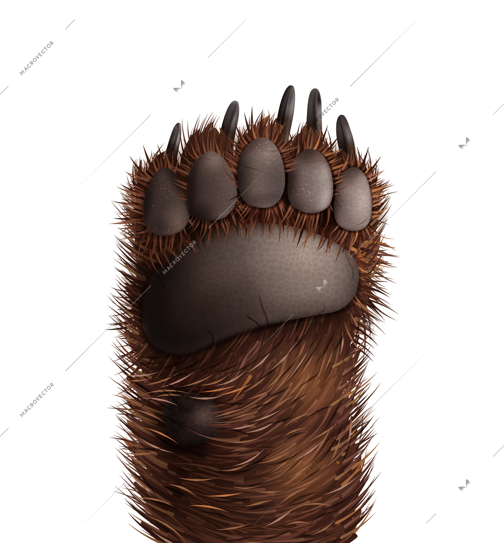 Bottom view of realistic furry bear paw on white background vector illustration