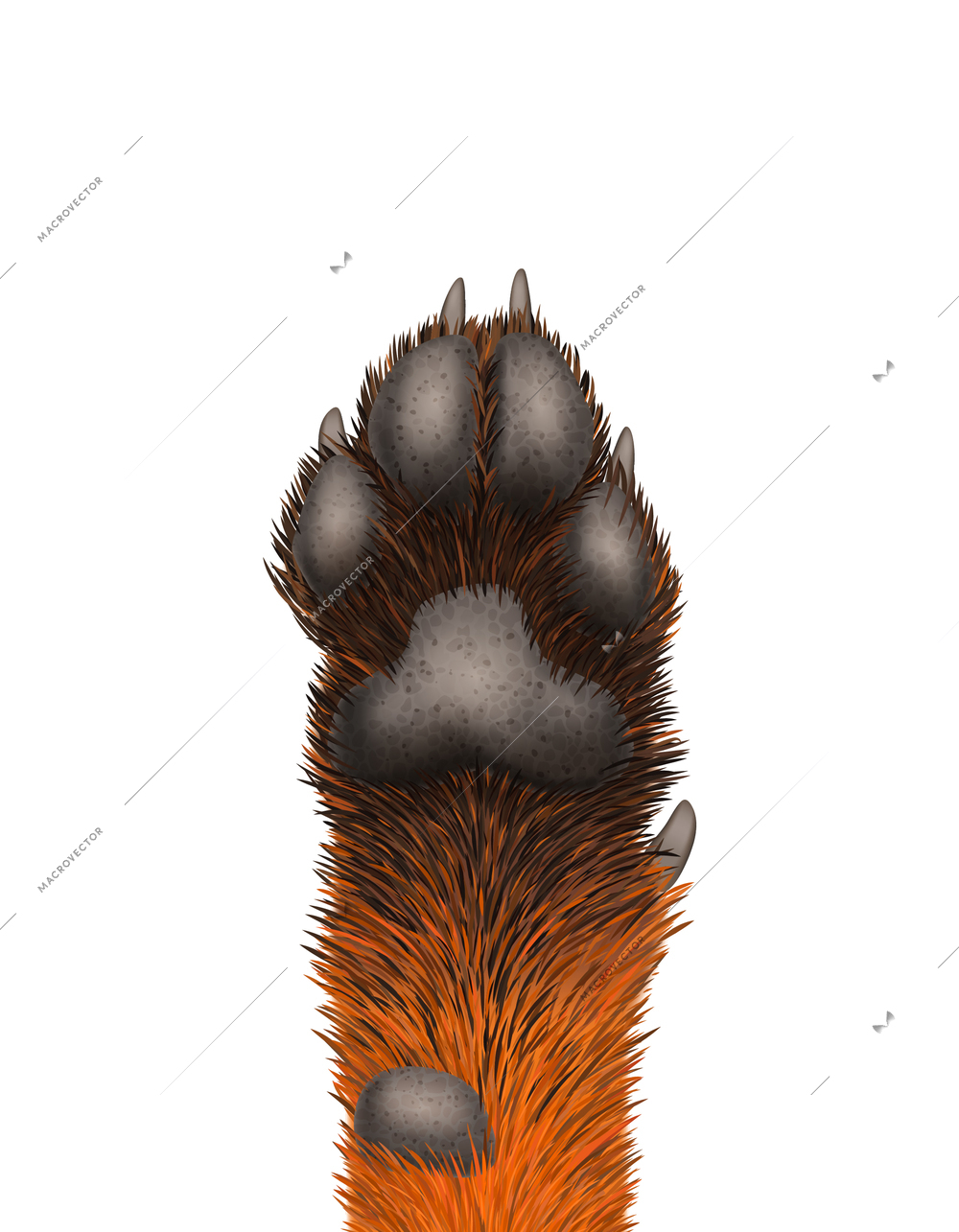 Red and black realistic fox paw icon vector illustration