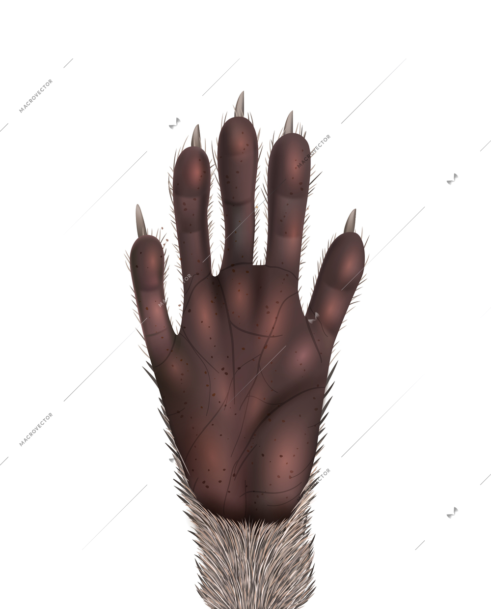 Realistic racoon paw on white background vector illustration