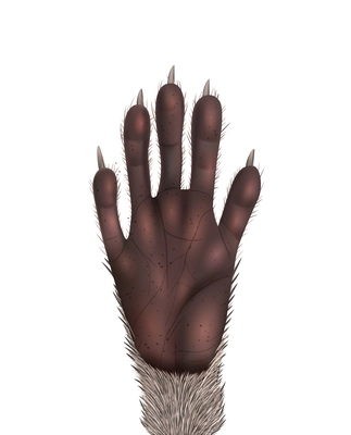 Realistic racoon paw on white background vector illustration