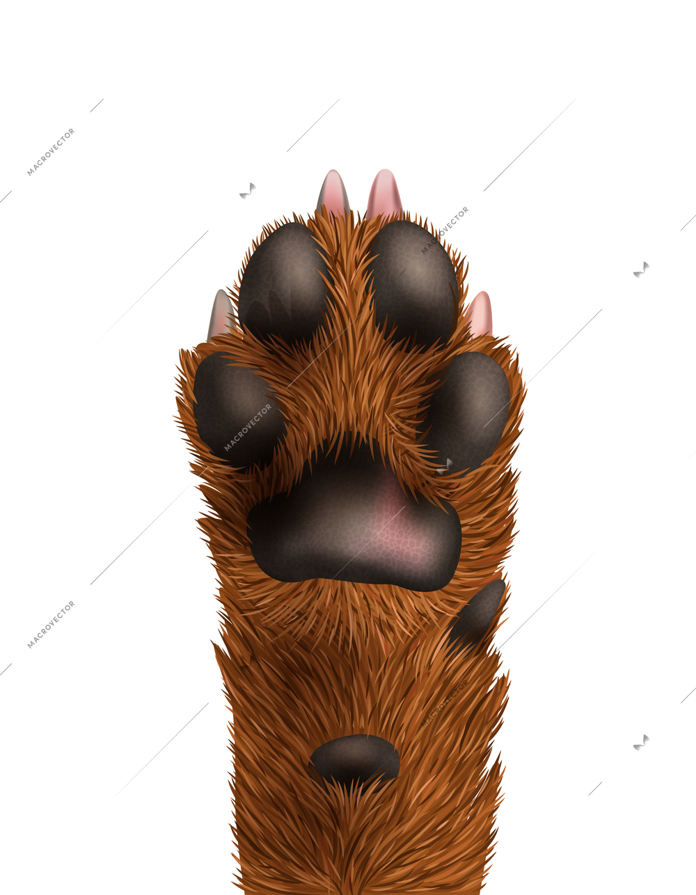 Cute dog paw on white background realistic vector illustration