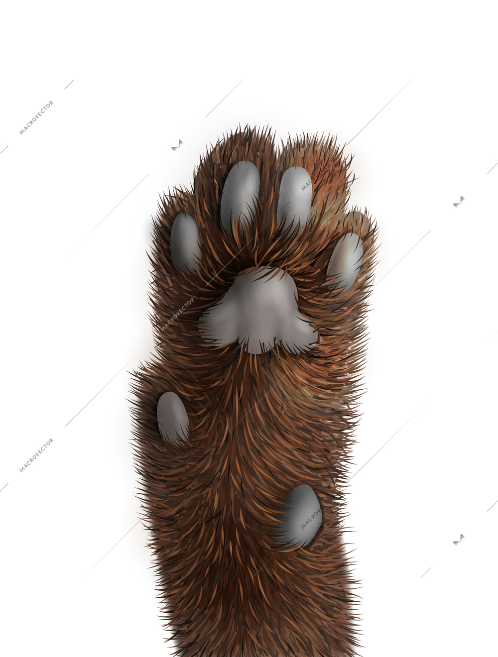 Brown cat paw on white background realistic vector illustration