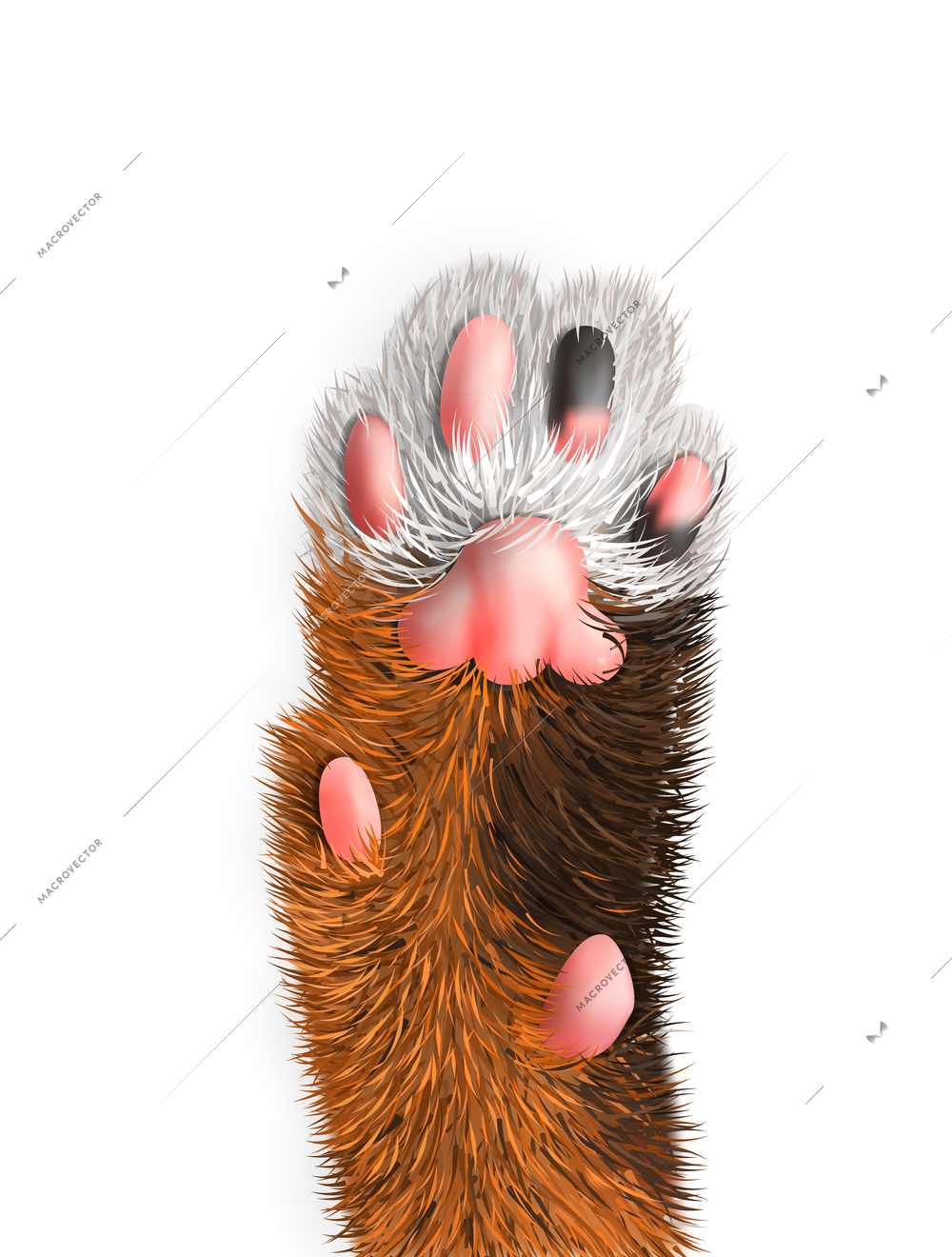 Colorful furry cat paw on white background realistic vector illustration