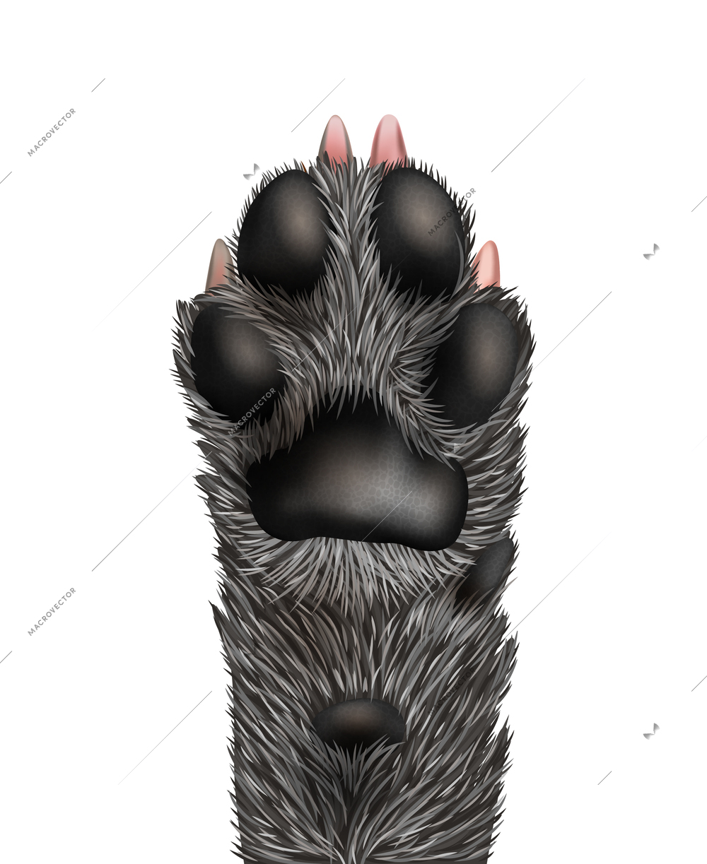 Dog Paw Sketch Vector Art, Icons, and Graphics for Free Download