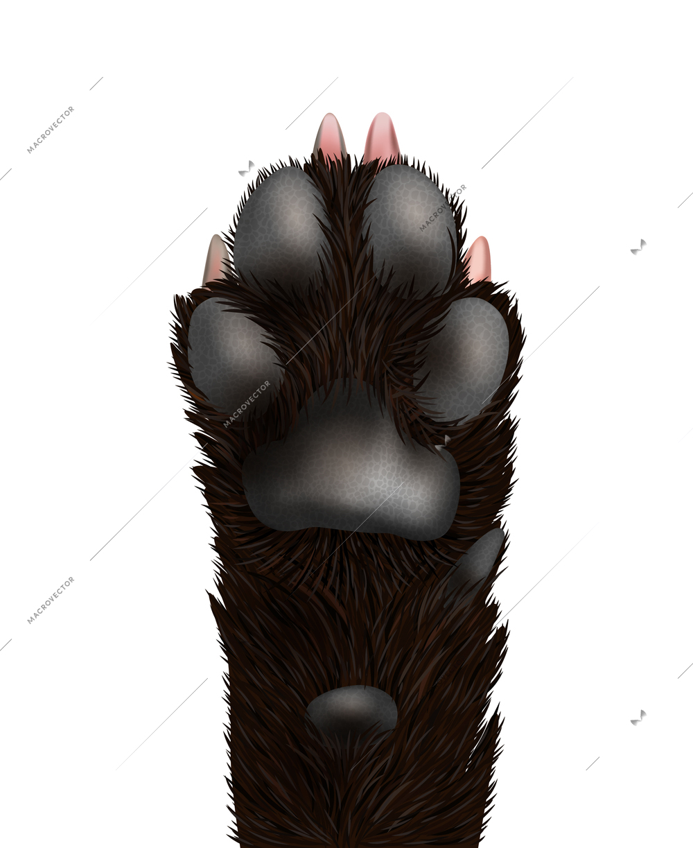 Black dog paw realistic icon on white background vector illustration