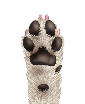 White dog paw with black pads realistic vector illustration
