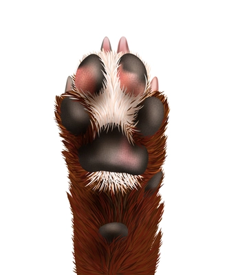 Realistic animalistic icon of cute dog paw vector illustration