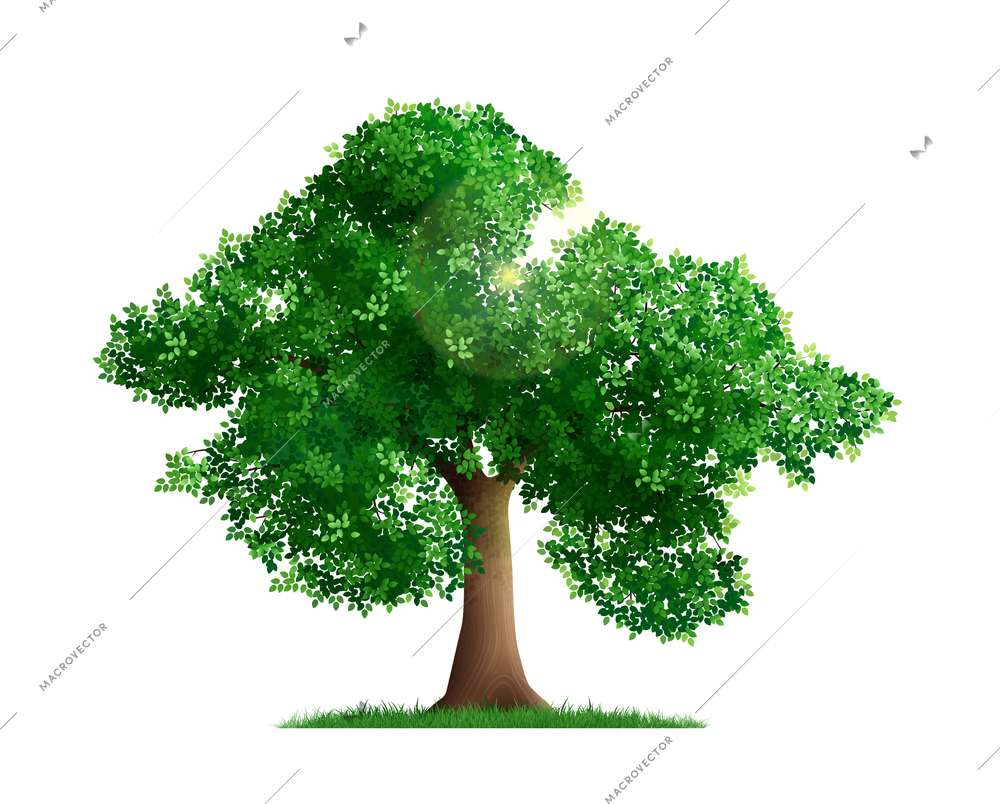 Single green tree and sunlight beam on white background realistic vector illustration