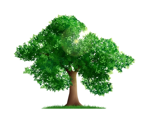 Single green tree and sunlight beam on white background realistic vector illustration