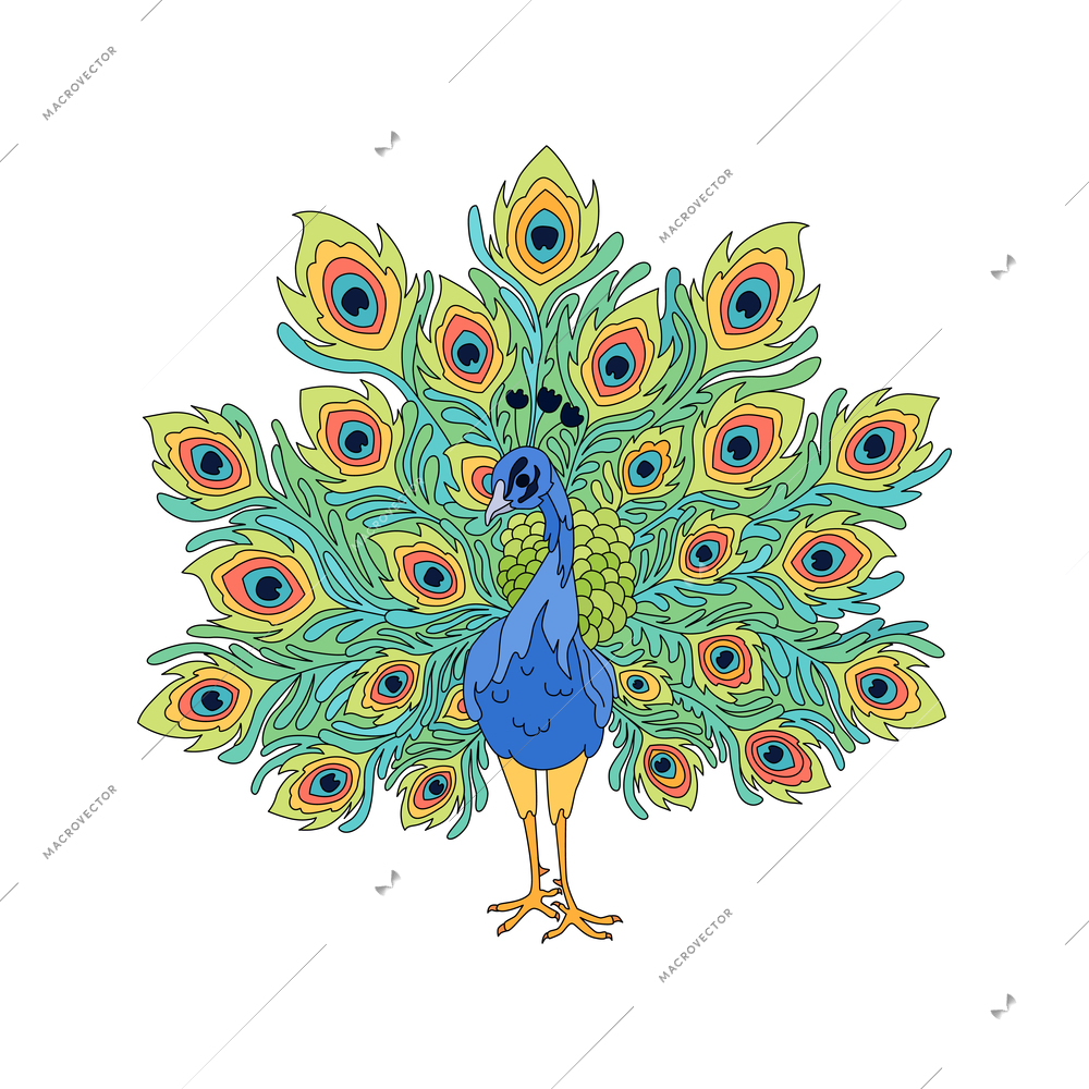 Hand drawn peacock with beautiful tail vector illustration