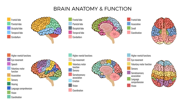 Human brain anatomy function area mind system infographic composition with text legend keys and colorful areas vector illustration