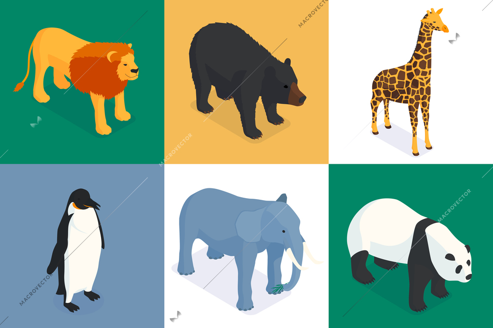 Isometric zoo design concept with set of square compositions of exotic animals on colourful solid background vector illustration