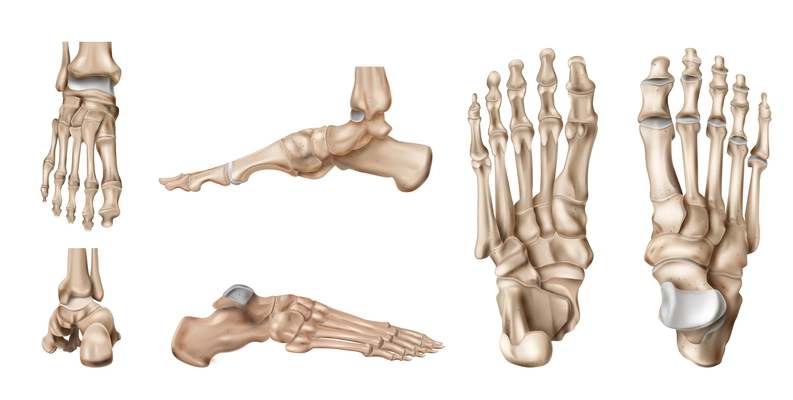 Realistic foot bones anatomy set with isolated side views of human footstep skeleton on blank background vector illustration