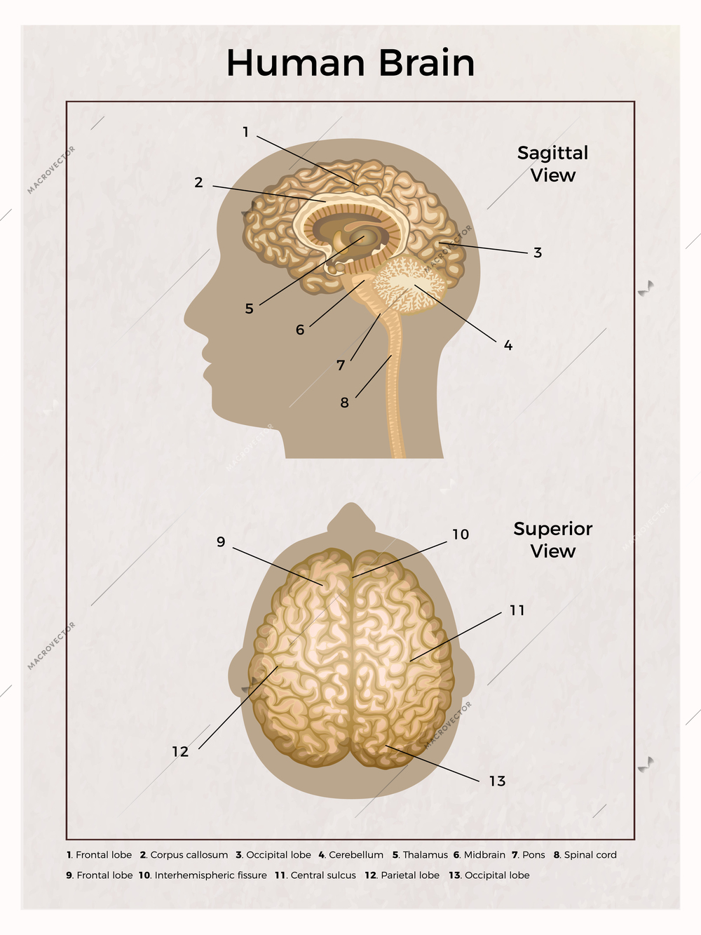 Human brain anatomy vertical composition with scheme of head with captions and pointers with editable text vector illustration