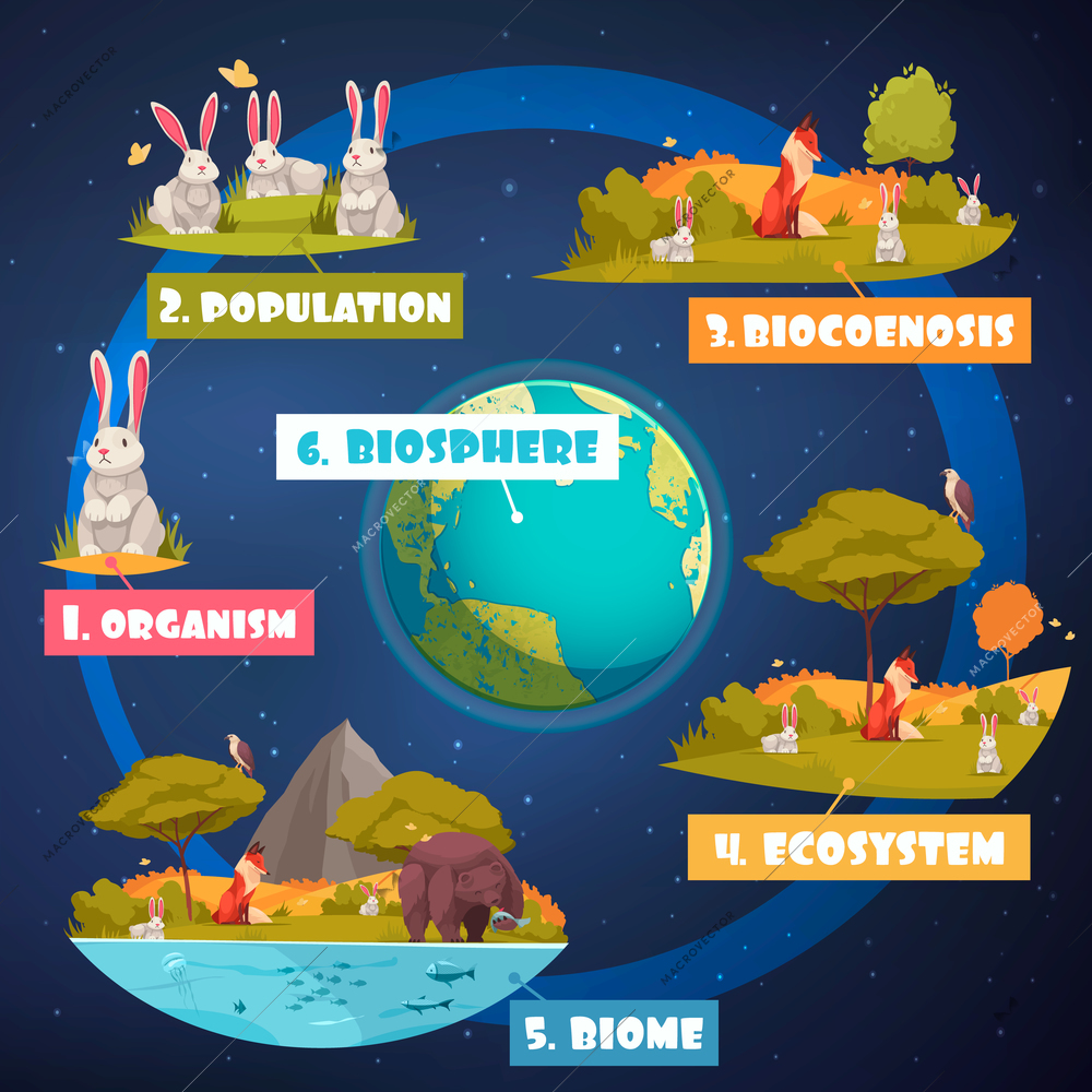 Biological hierarchy infographics illustrated images of organism population biocoenosis biome  ecosystem cartoon vector illustration