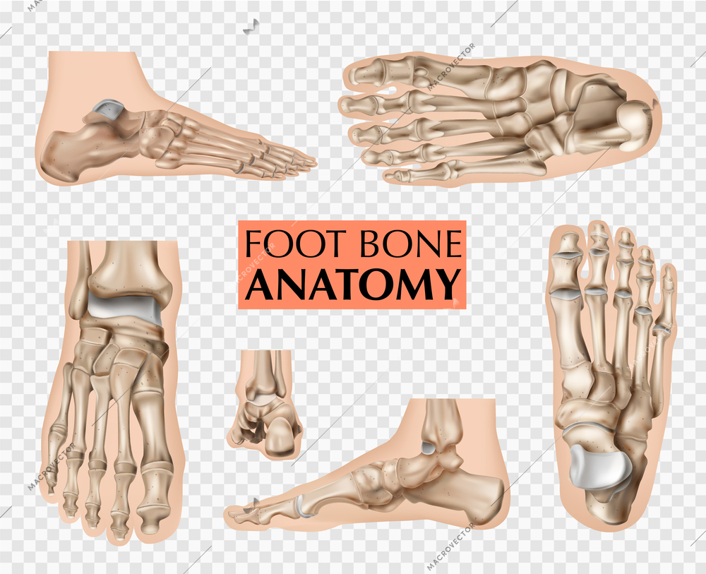 Realistic foot bones anatomy silhouettes set of isolated footstep images and editable text on transparent background vector illustration