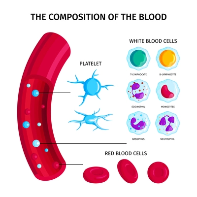 Blood cells types infographics with closeup view of red pipe arteria with round icons and text vector illustration