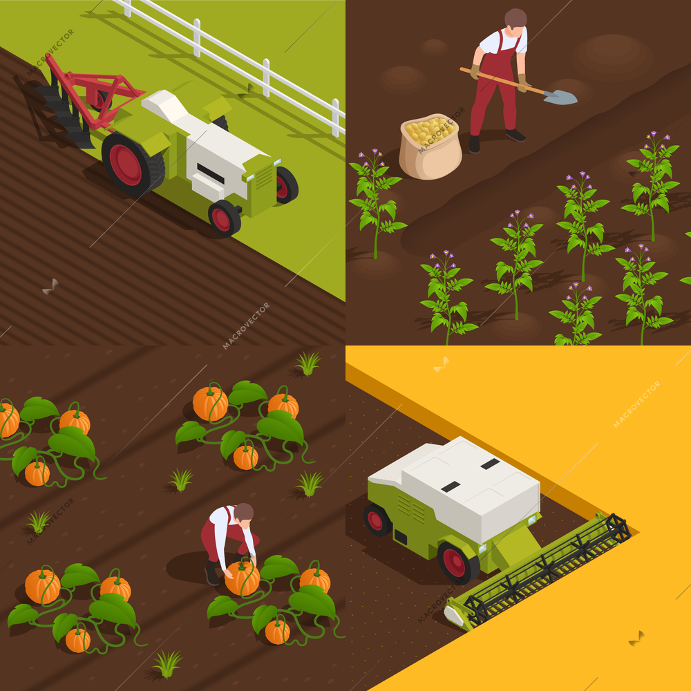 Harvesting concept 4 isometric compositions with farm workers digging collecting potato pumpkins baling wheat straw vector illustration