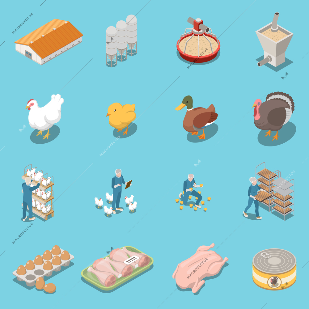 Poultry farm isometric icons set of equipment for feeding hen duck  turkey trays with chicken legs and eggs and canned food vector illustration