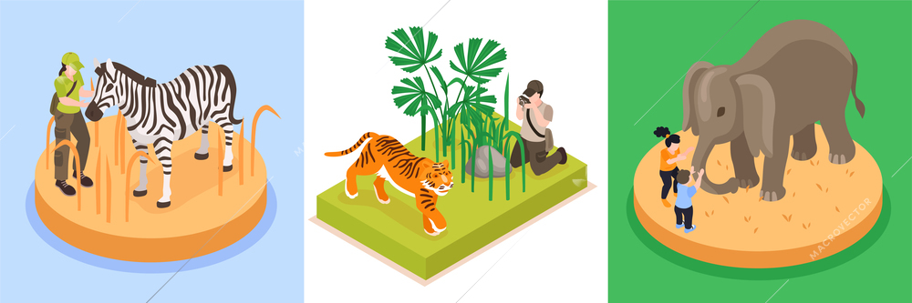 World wildlife day design concept set of three square compositions with rare animals isometric vector illustration