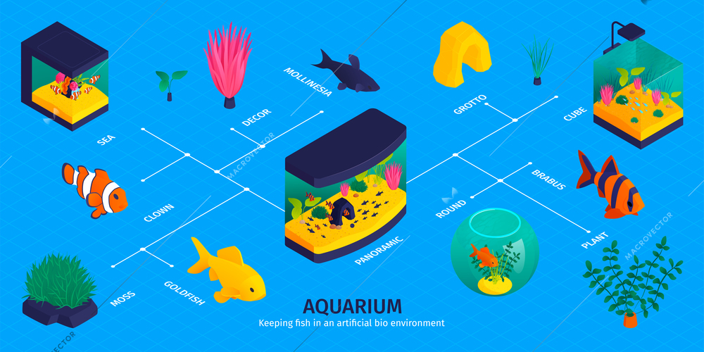 Isometric aquarium infographics with flowchart of isolated fish images aqua plants and decorations with text captions vector illustration