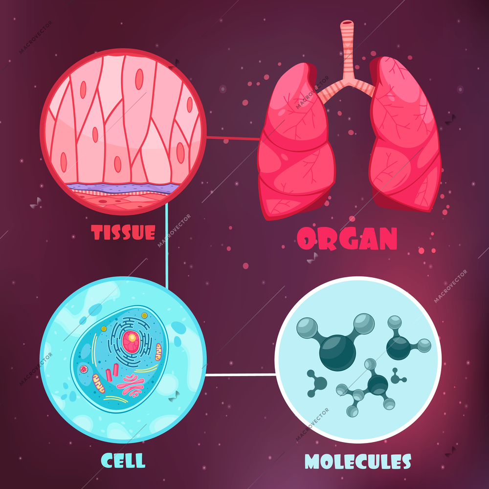 Biological hierarchy poster demonstrated main levels of biosphere so as molecule cell organ and tissue cartoon vector illustration