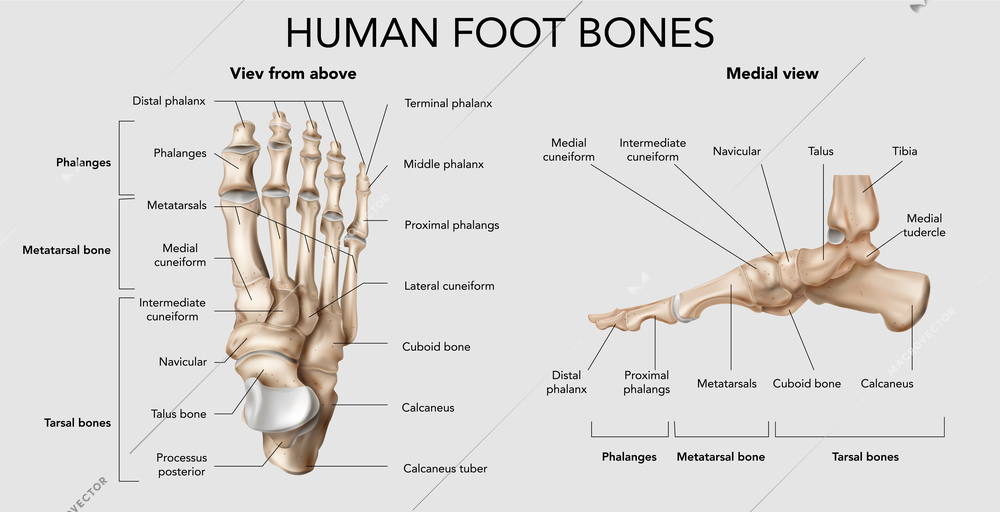 Realistic foot bones anatomy infographic composition with top and side views of footstep skeleton with text vector illustration