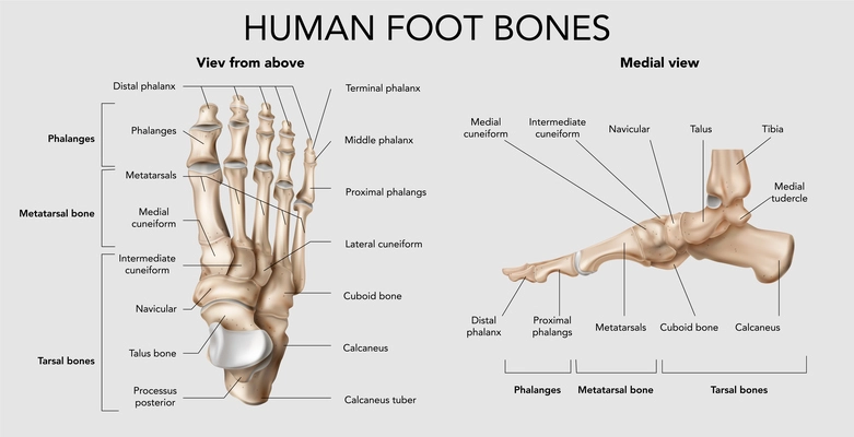 Realistic foot bones anatomy infographic composition with top and side views of footstep skeleton with text vector illustration