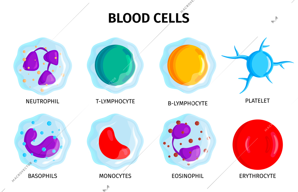 Blood cells 8 colorful icons set with lymphocytes erythrocyte neutrophil platelet monocytes basophils symbols isolated vector illustration