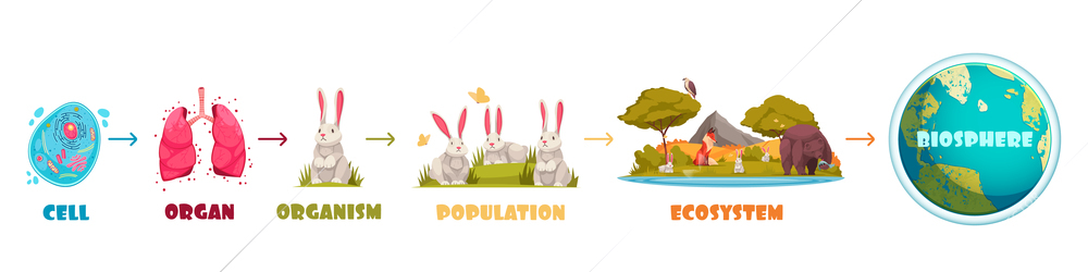 Biological hierarchy infographics scheme from cell and organ to ecosystem and biosphere cartoon vector illustration