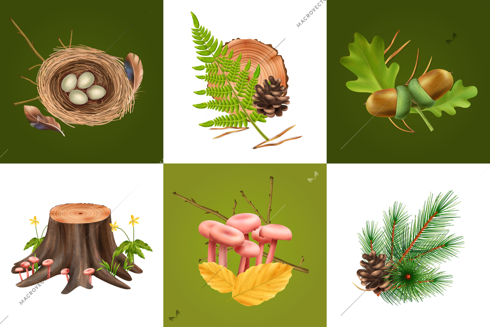 Realistic botanical design concept with square compositions of mushrooms cones and leaves with eggs in nest vector illustration