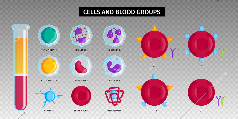 Blood types groups red cells hemoglobin white lymphocytes symbols icons set test tube transparent background vector illustration