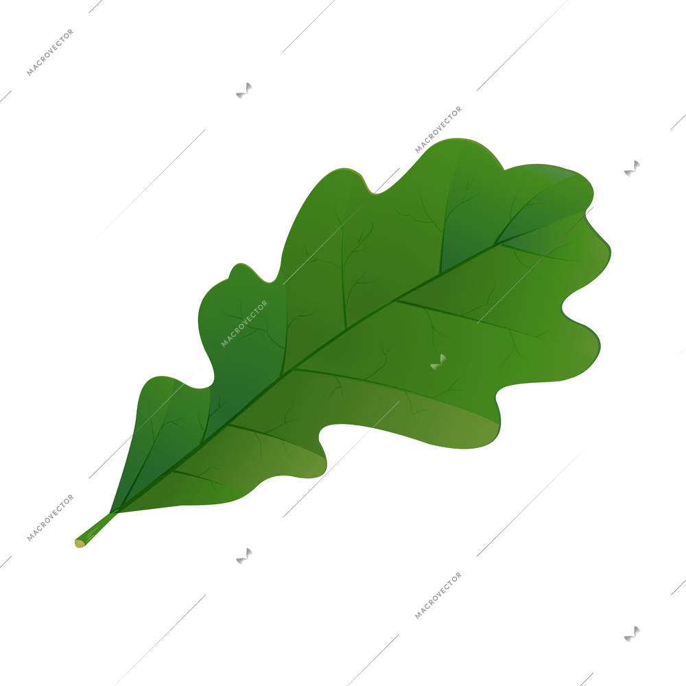 Realistic oak leaf on white background vector illustration