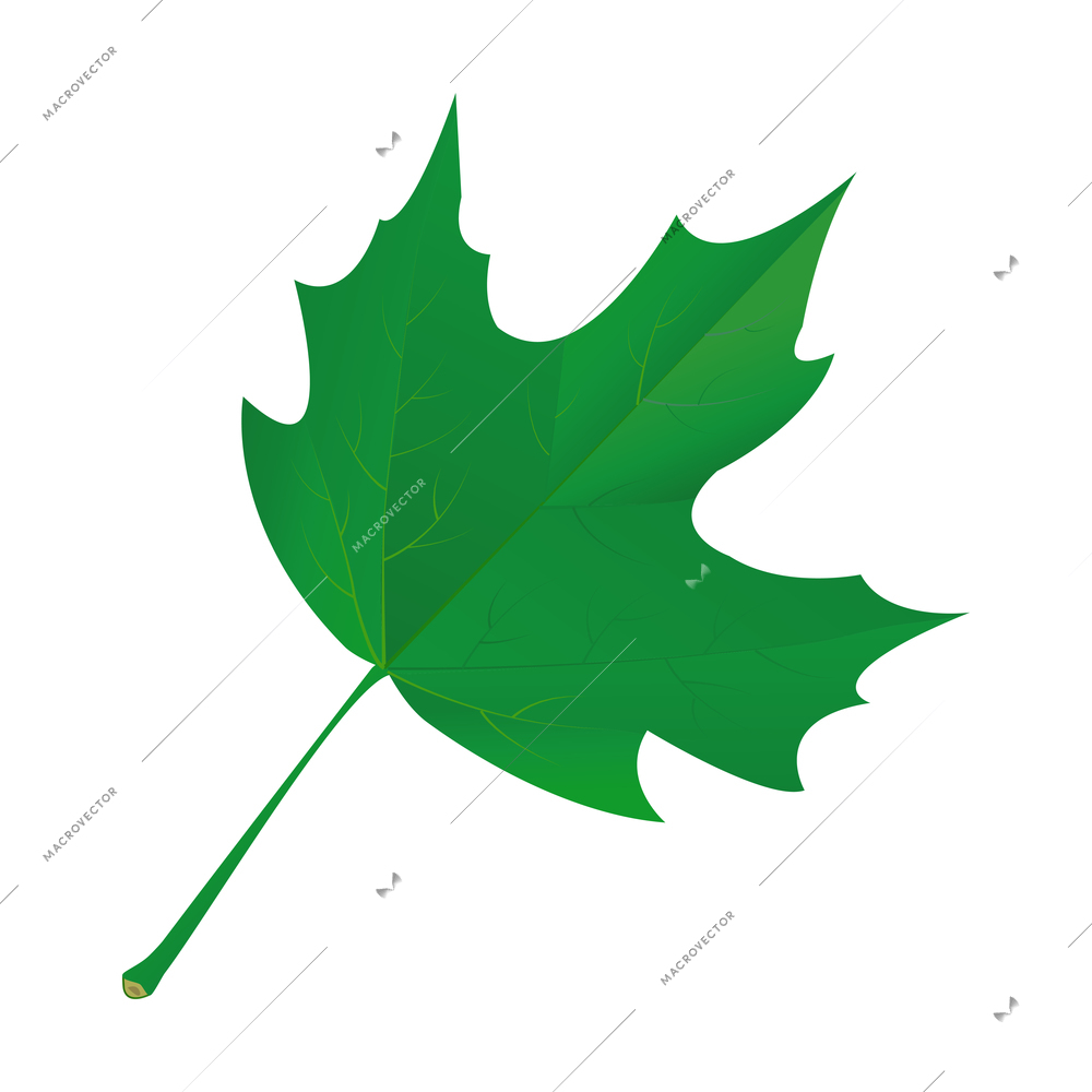 Realistic green maple leaf vector illustration