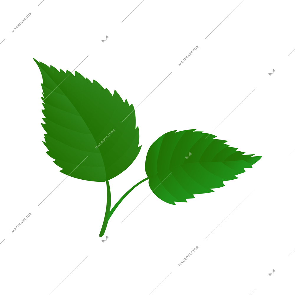 Two summer green birch leaves on white background realistic vector illustration