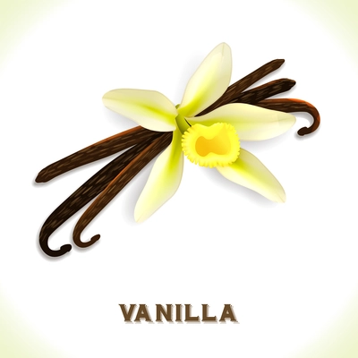 Vanilla pod and flower isolated on white background vector illustration