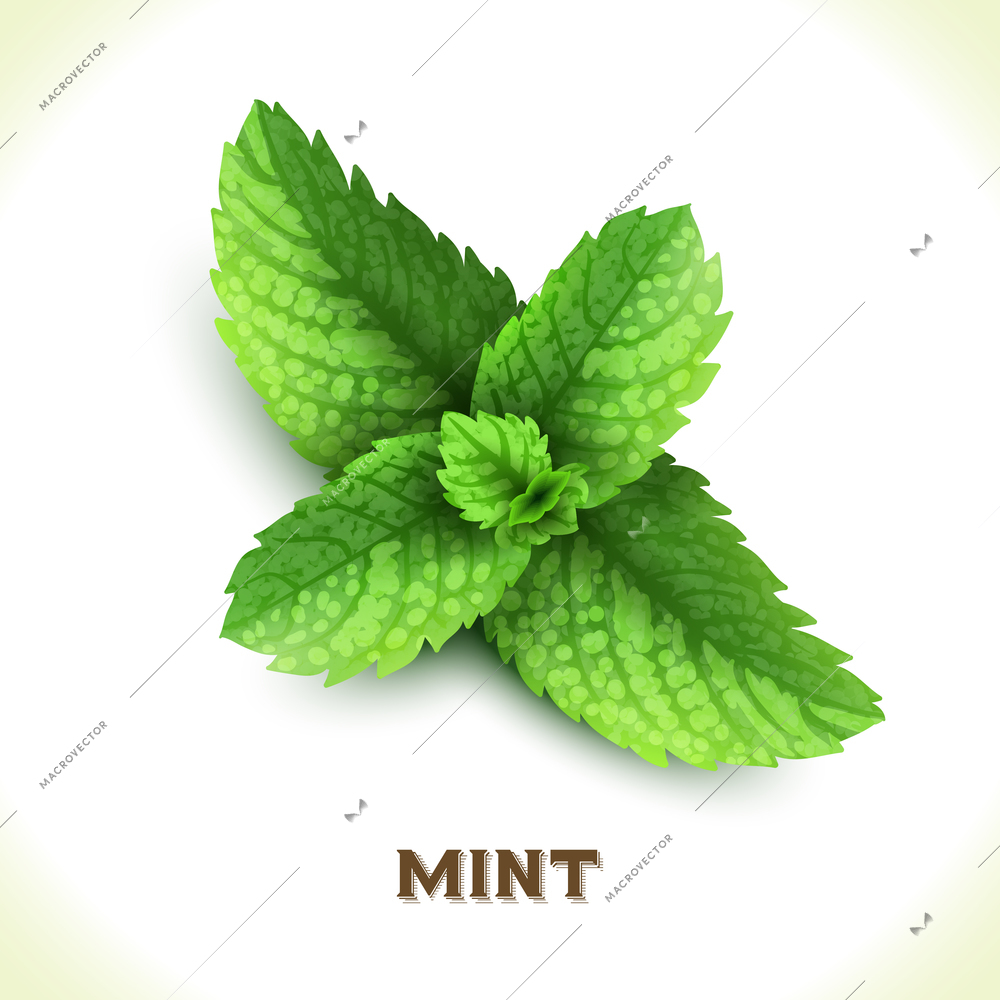 Green mint leaf isolated on white background vector illustration