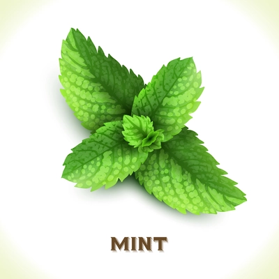 Green mint leaf isolated on white background vector illustration